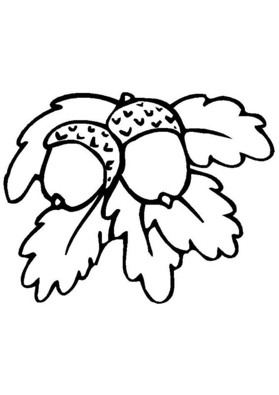 Орех раскраска