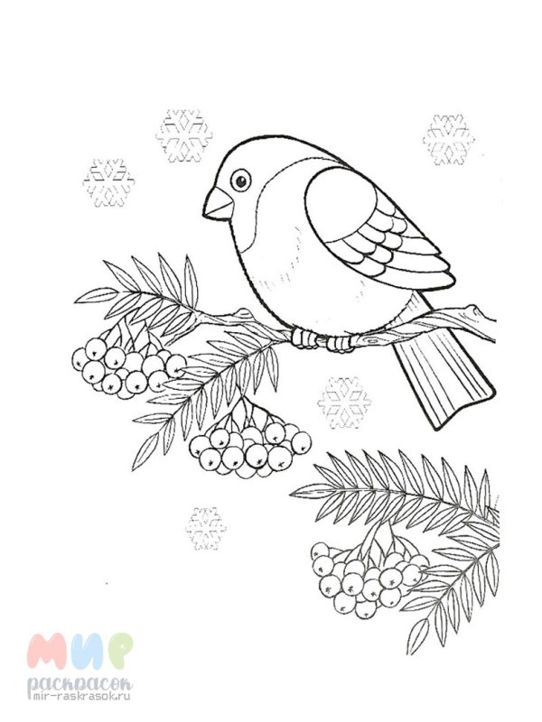 Снегирь рисунок для раскрашивания