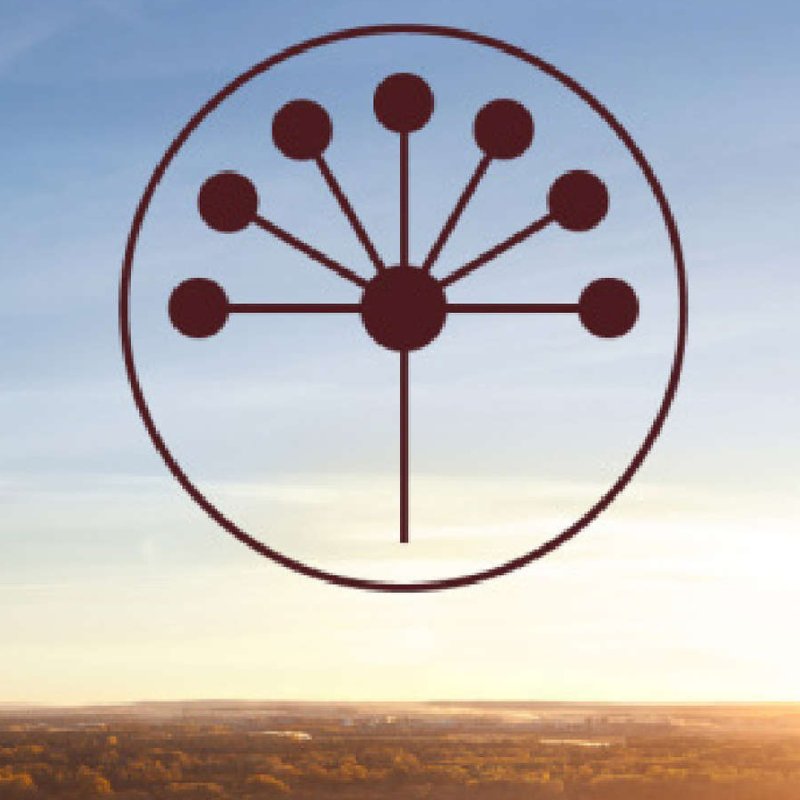 Цветок курая символ Башкортостана рисунок