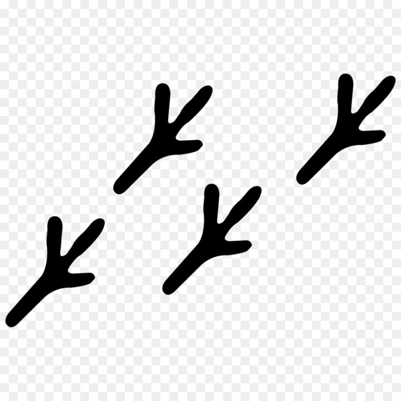 Отпечатки лап птиц