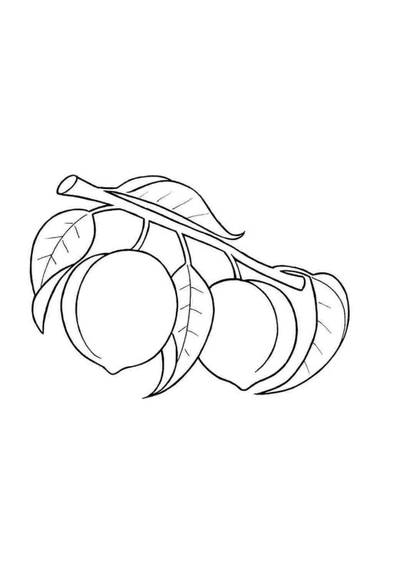 Слива раскраска для малышей