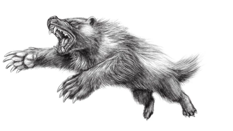 Тату Росомаха зверь