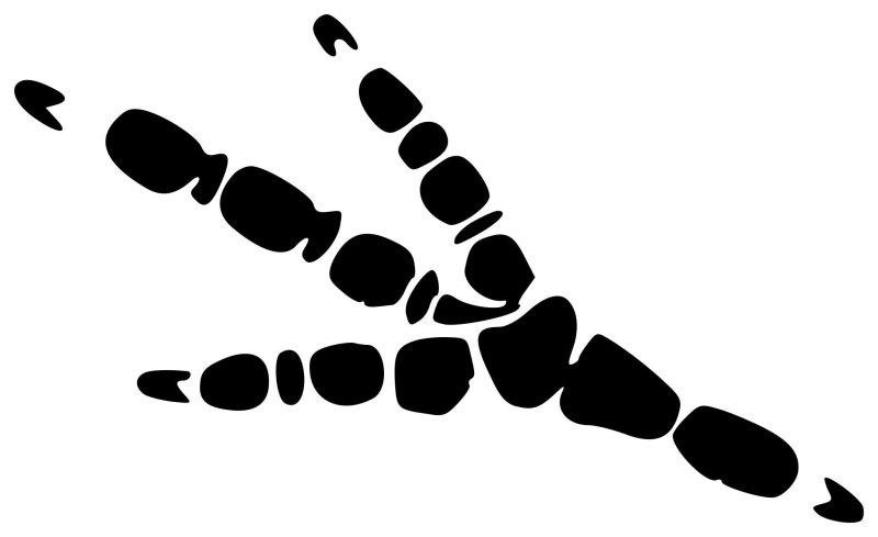 Следы сороки