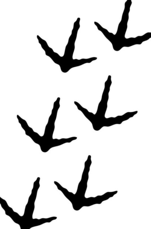 Следы птички