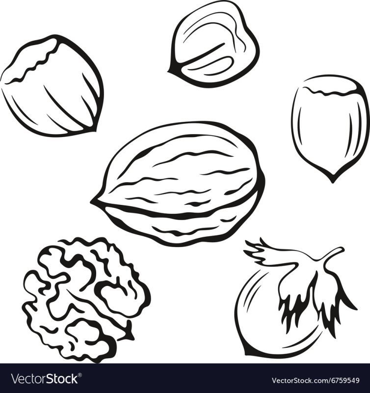 Орешки раскраска