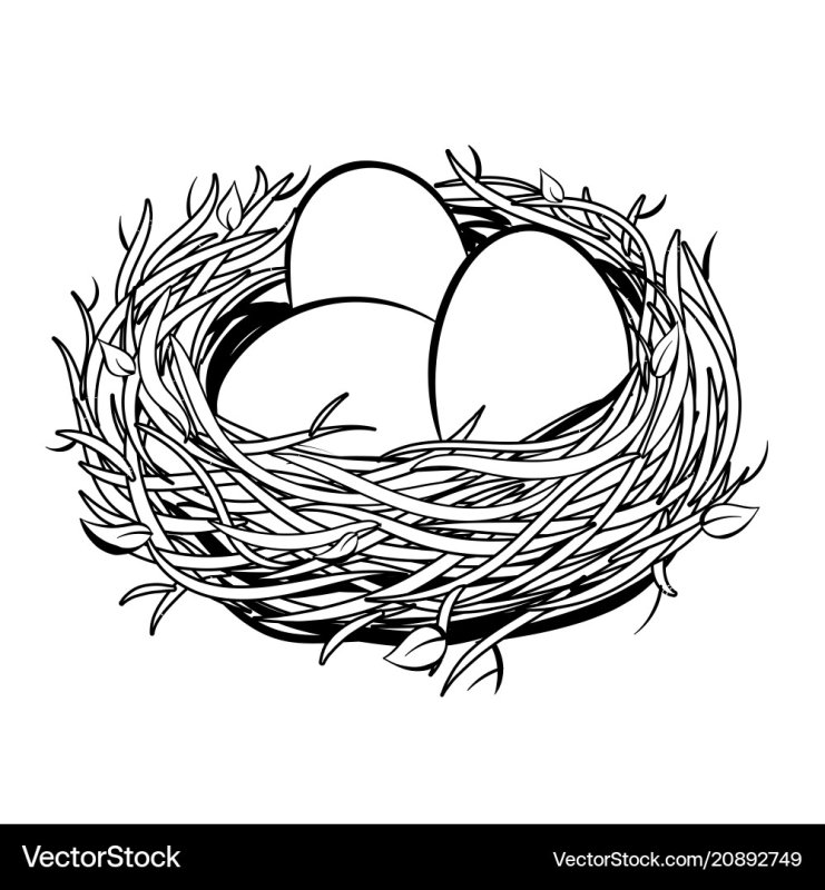 Гнездо раскраска для детей