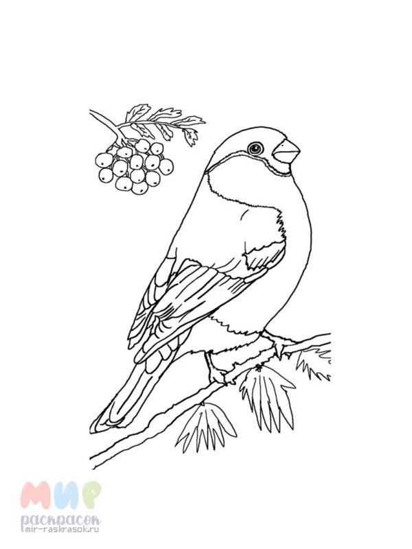 Снегирь на рябине раскраска