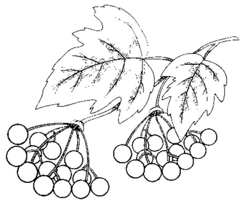 Калина обыкновенная малюнок
