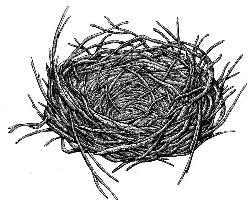 Гнездо раскраска