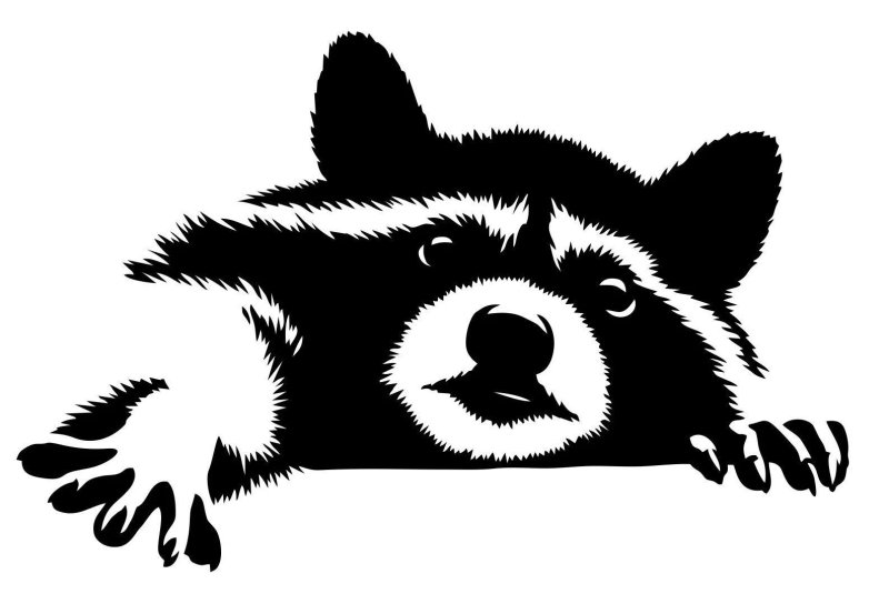 Енот рисунок