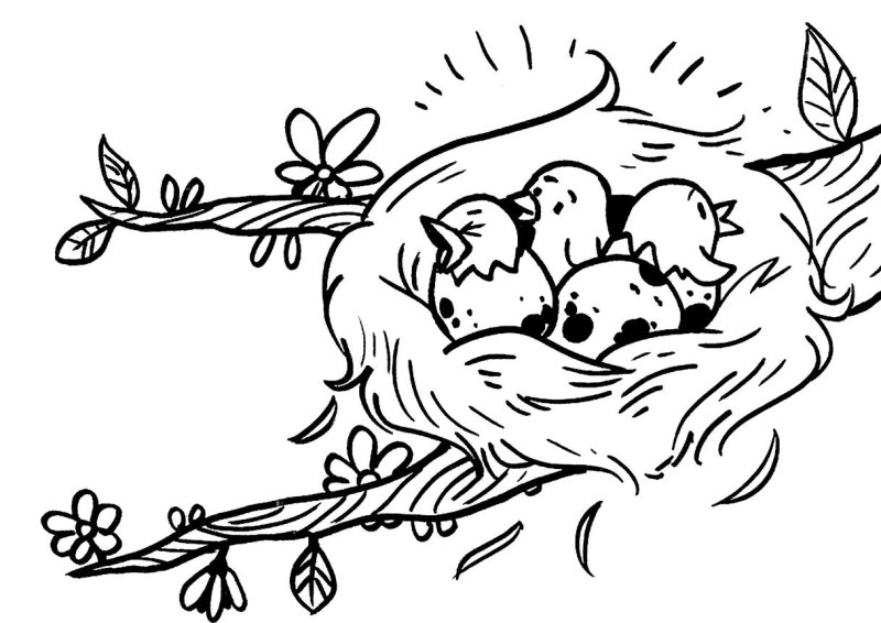 Раскраска гнездо птицы