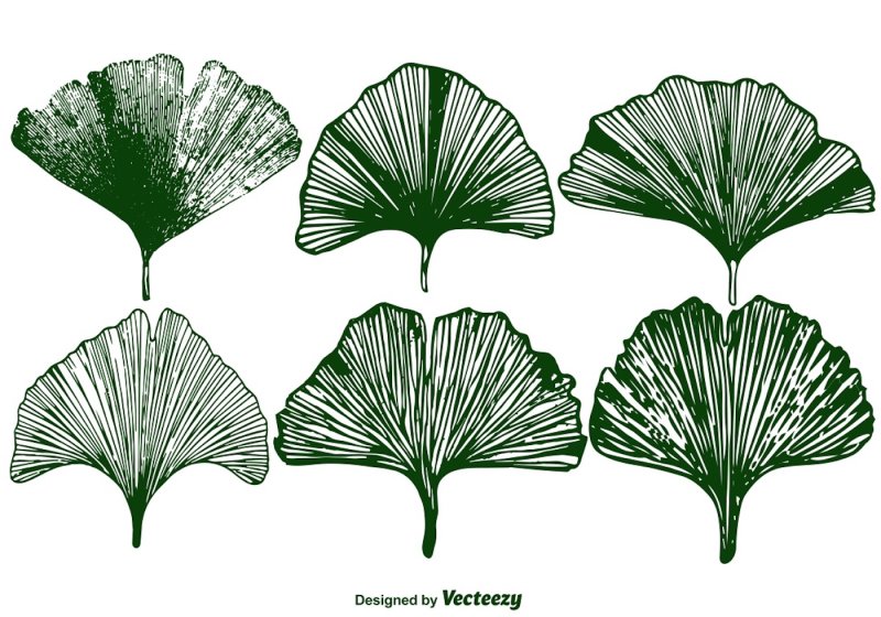 Лист гинкго