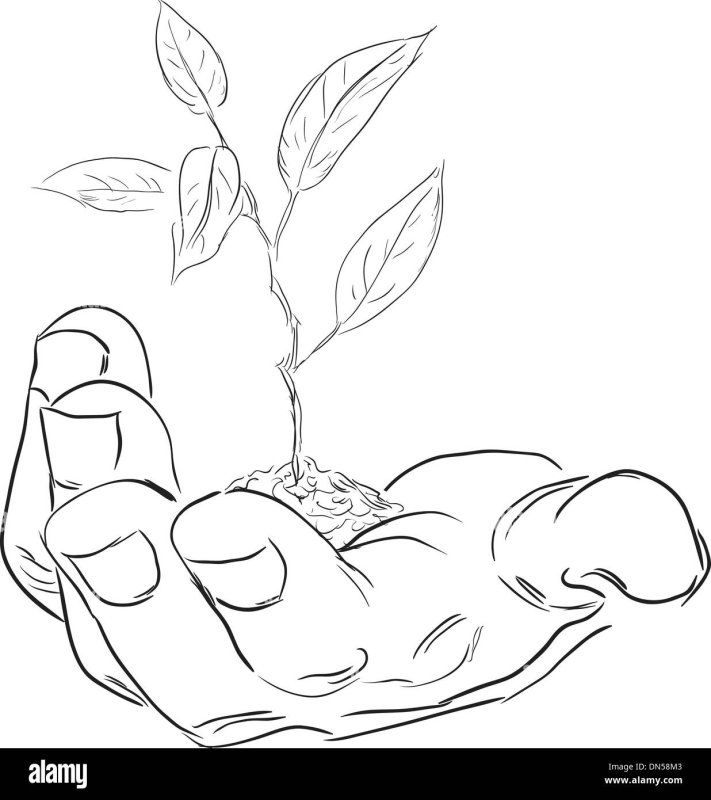 Росток раскраска