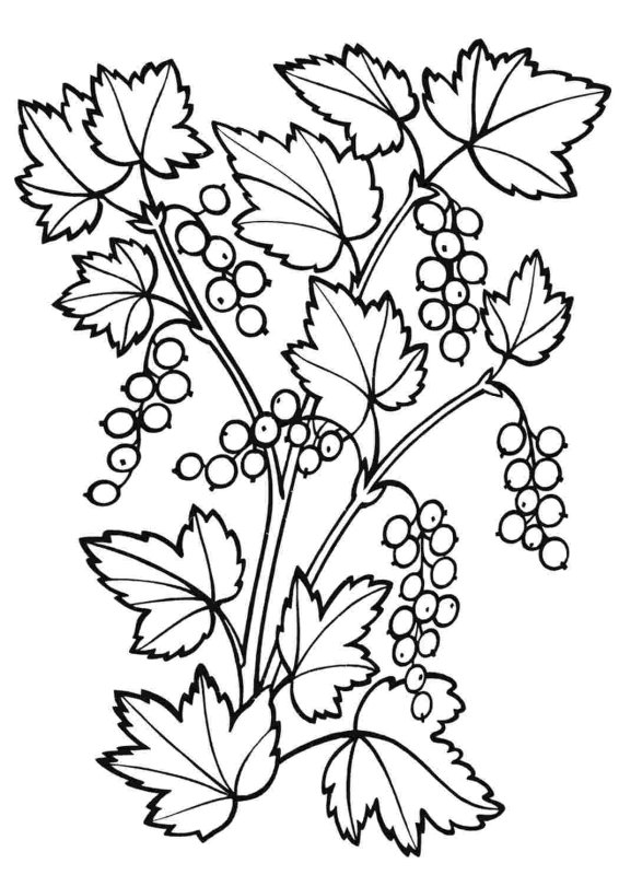 Калина куст