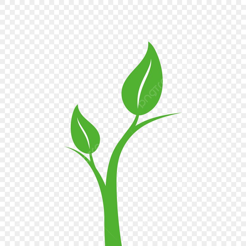 Росток рисунок на прозрачном фоне