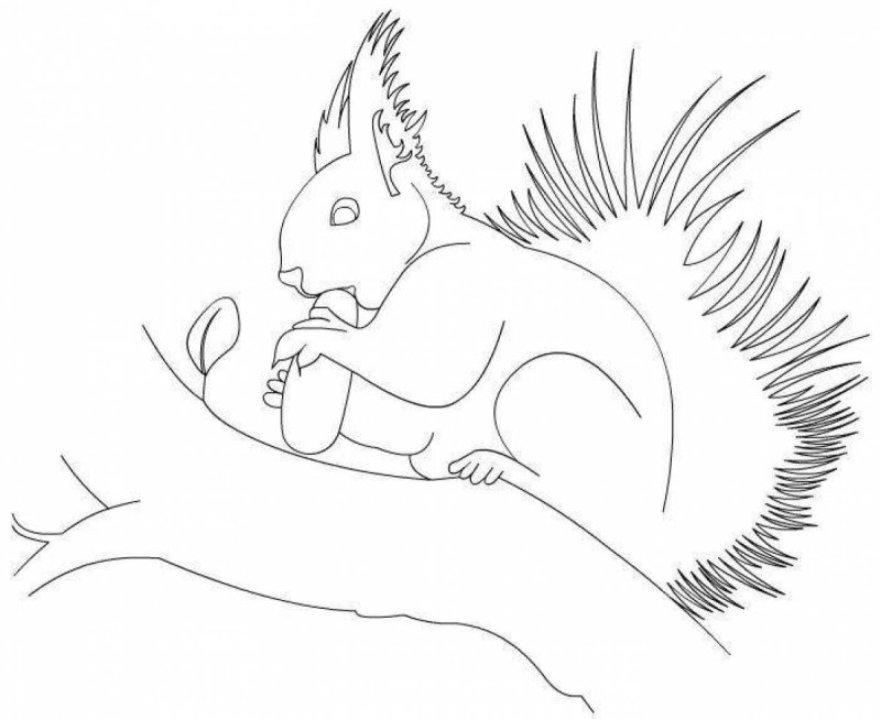 Белочка картинка для детей раскраска