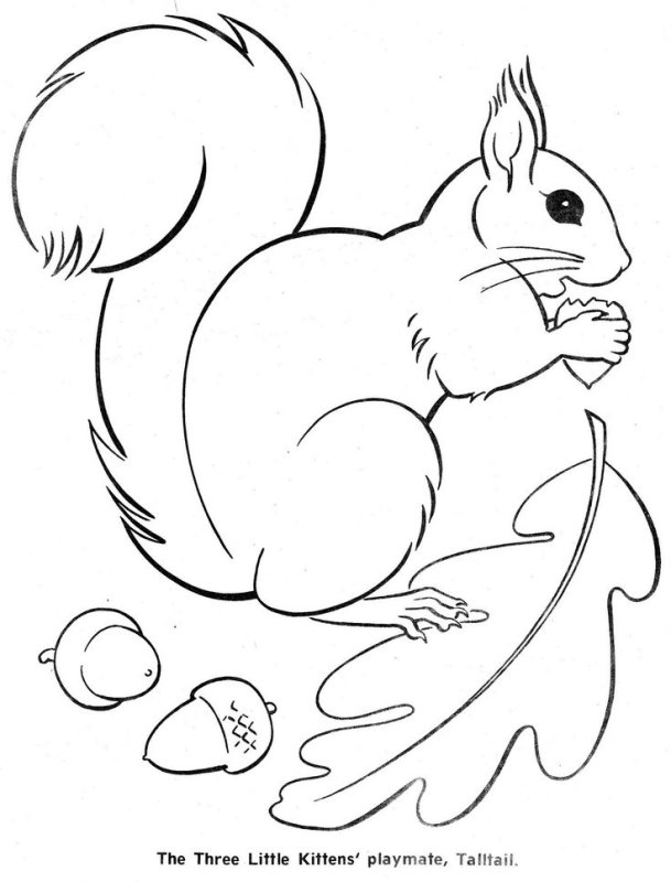 Белочка раскраска для детей