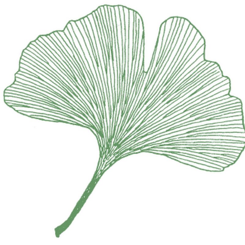 Гинкго билоба жилкование