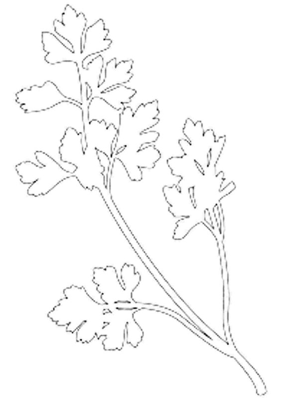 Петрушка картинка для детей раскраска