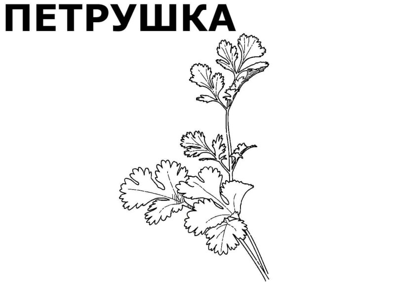 Петрушка раскраска