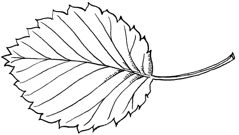 Лист липы рисунок