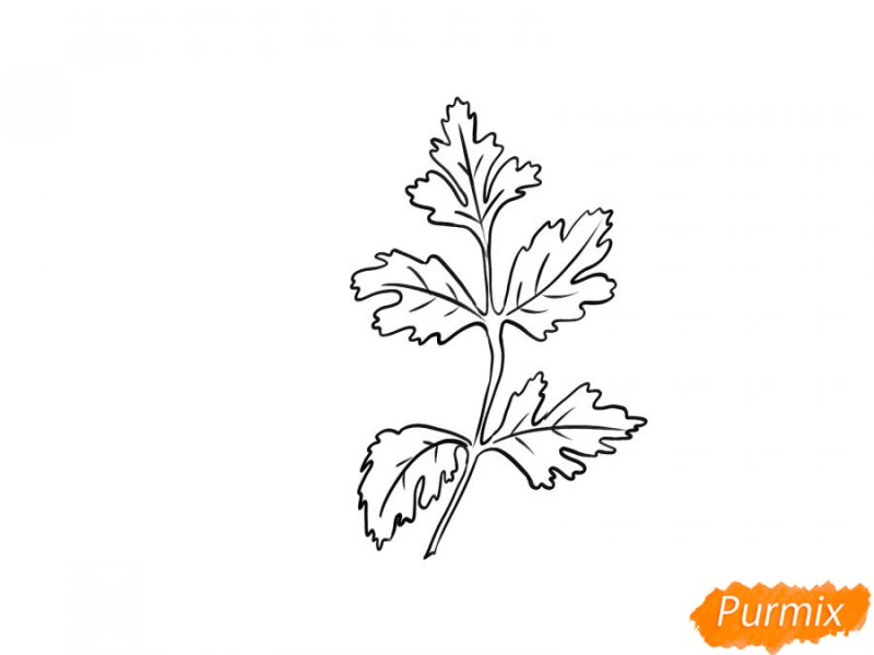 Петрушка раскраска