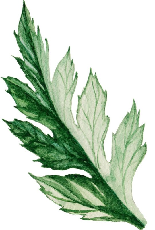 Мак листочек