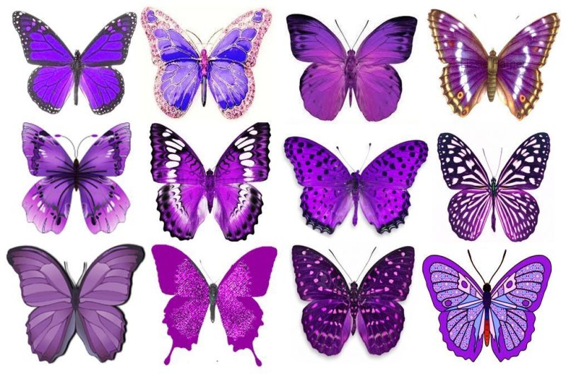 Бабочки цветные