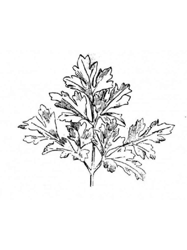 Раскраска петрушка растение