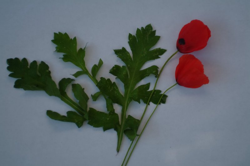 Вайнер лист мака