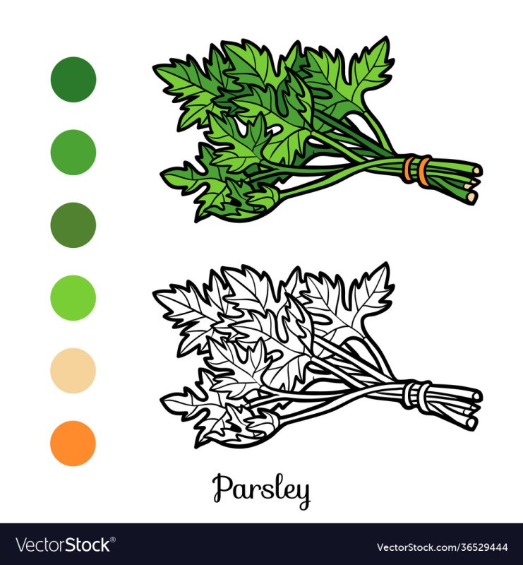 Раскраска укроп петрушка