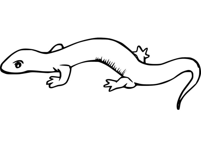 Тритон обыкновенный раскраска