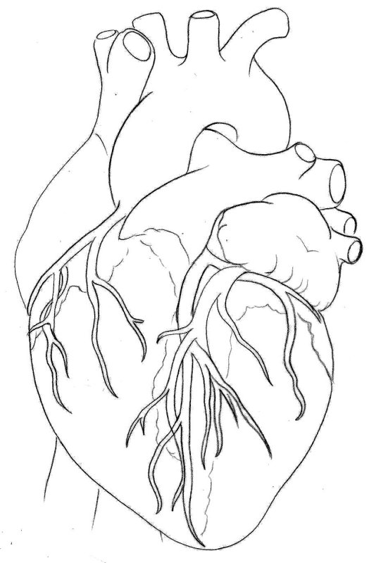 Анатомическое сердце эскиз