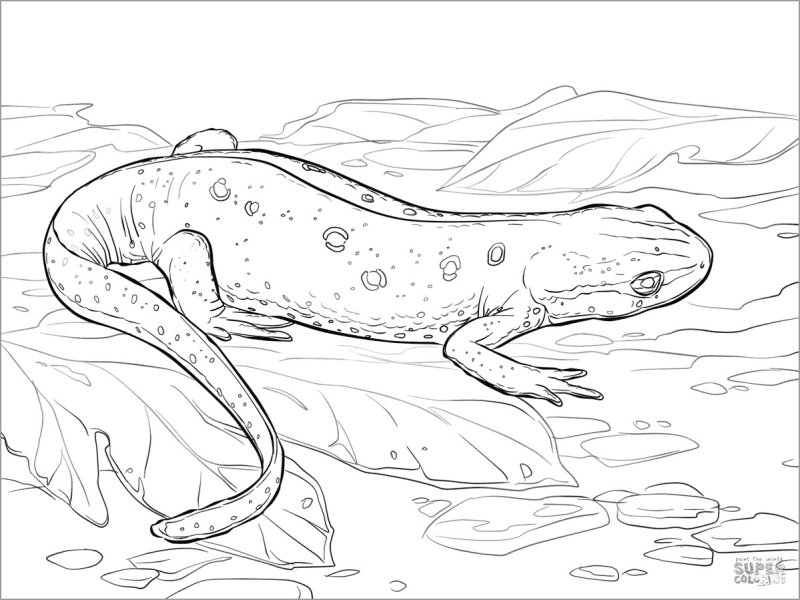 Тритон обыкновенный рисунок