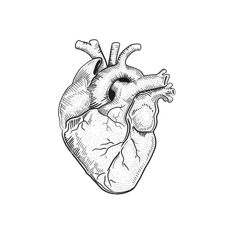 Анатомическое сердце рисунок