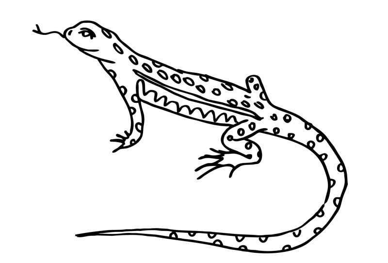 Ящерица раскраска для детей