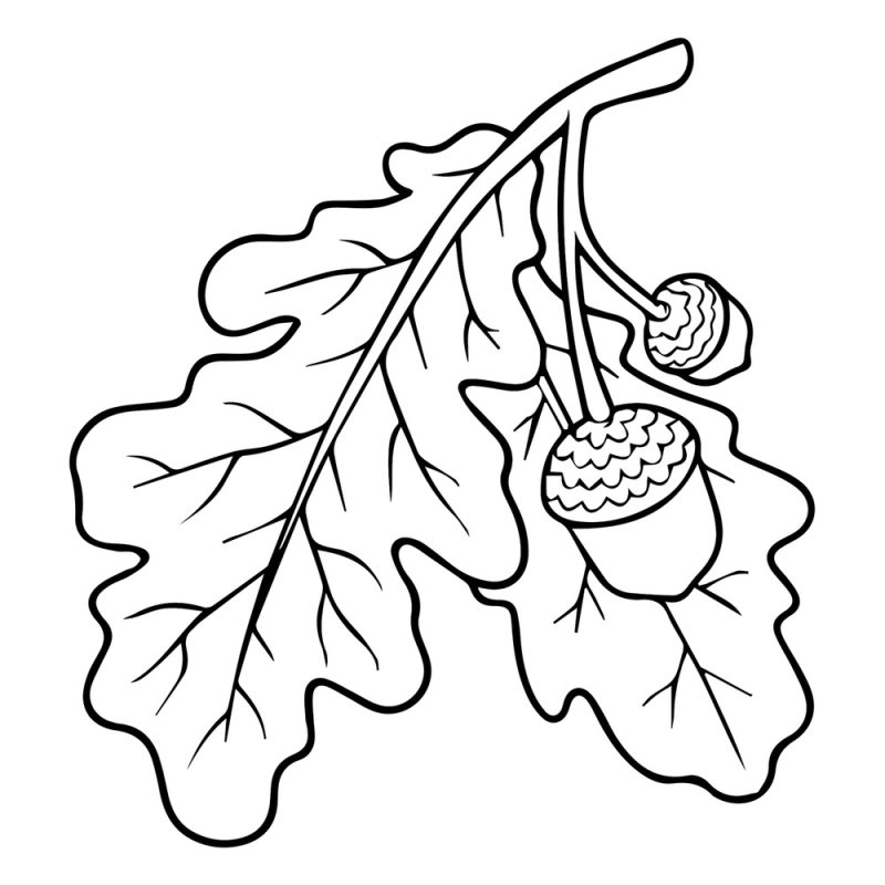 Дубовый лист раскраска для детей
