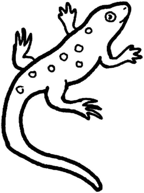 Ящерица раскраска для детей