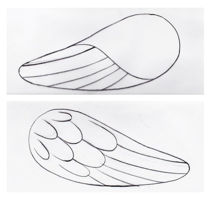 Крыло птицы шаблон