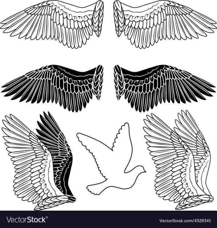 Макет крыльев