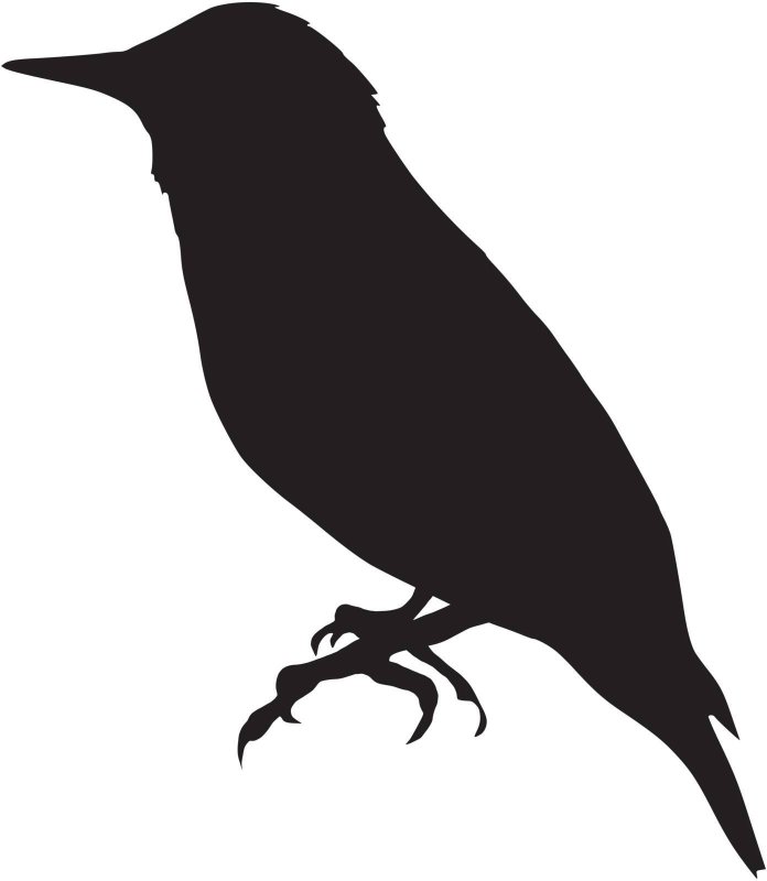 Скворец силуэт для детей