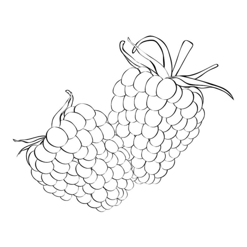 Малина раскраска