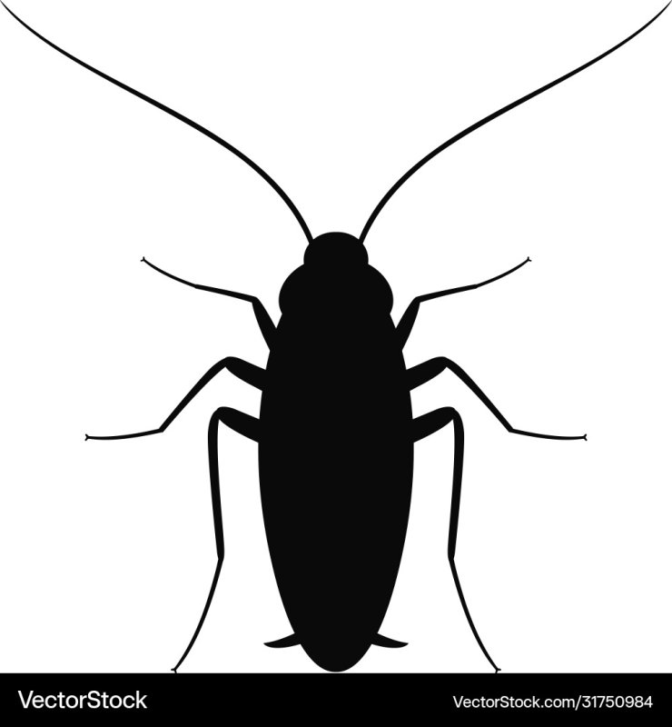 Таракан на белом фоне