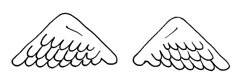 Крылья шаблон