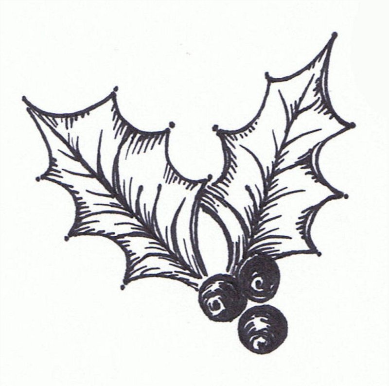 Остролист рисунок карандашом