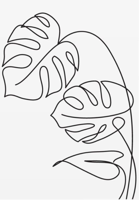 Лист монстеры вектор контур