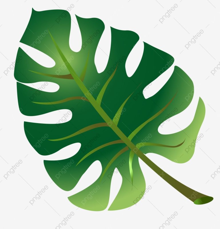 Африканские листья