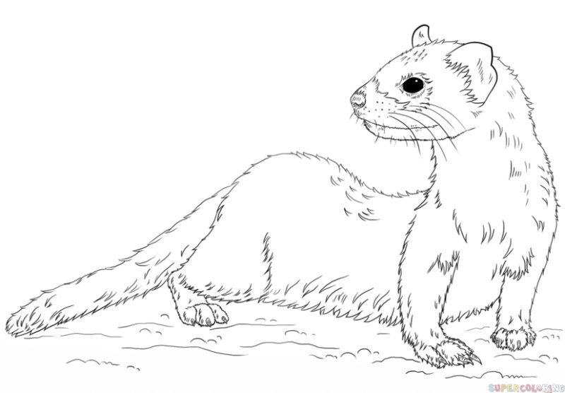 Европейская норка Куньи