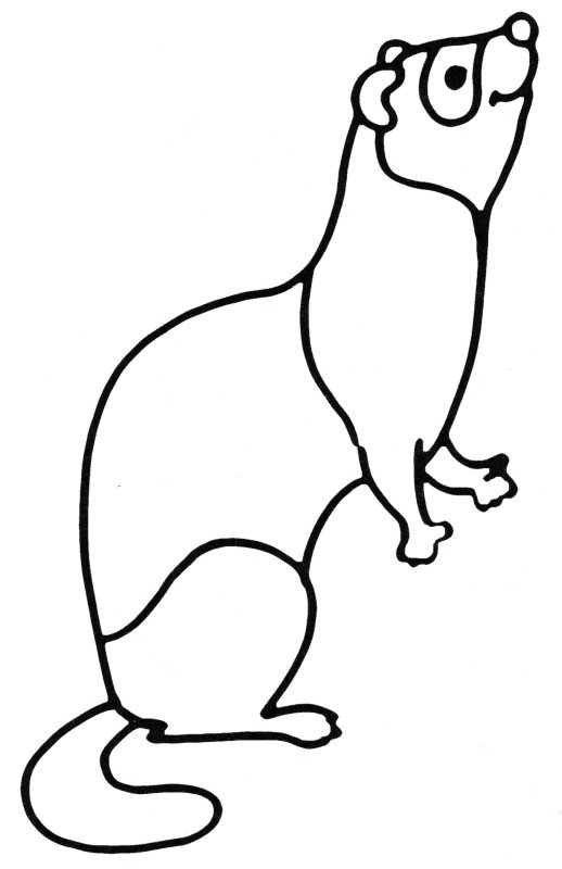 Раскраска хорек