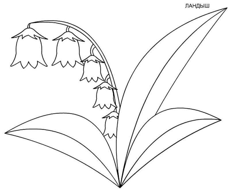 Ландыш цветок раскраска